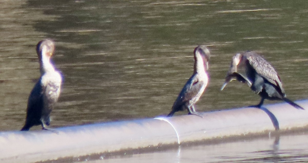 Double-crested Cormorant - ML646069882