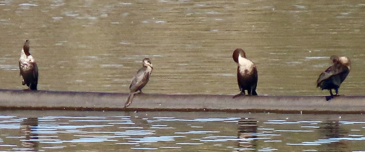 Double-crested Cormorant - ML646069883