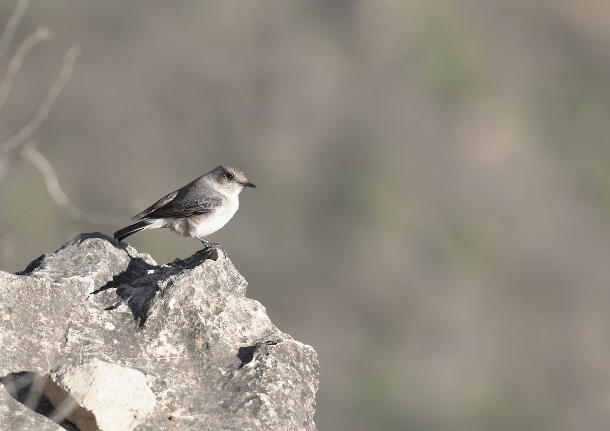 Arabian Wheatear - ML646069886