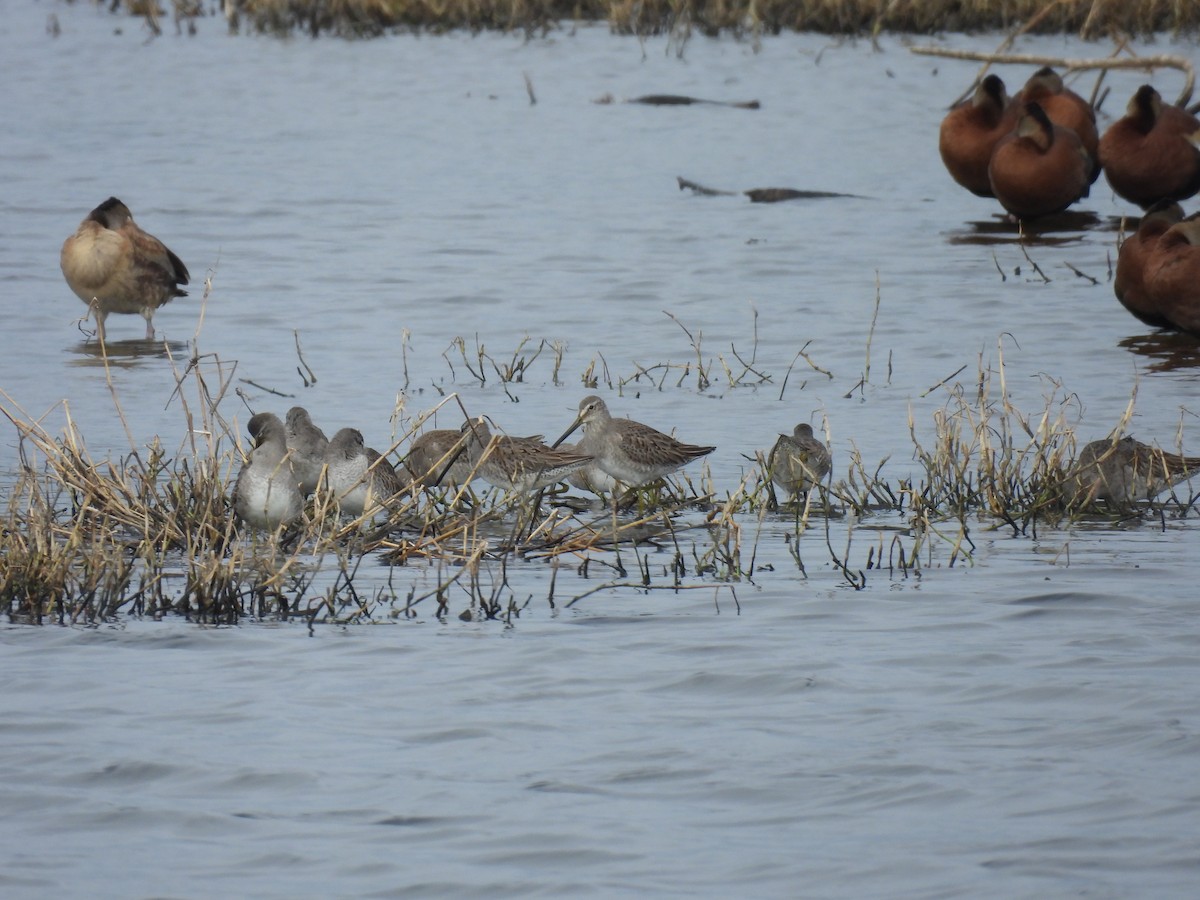 Long-billed Dowitcher - ML646069887