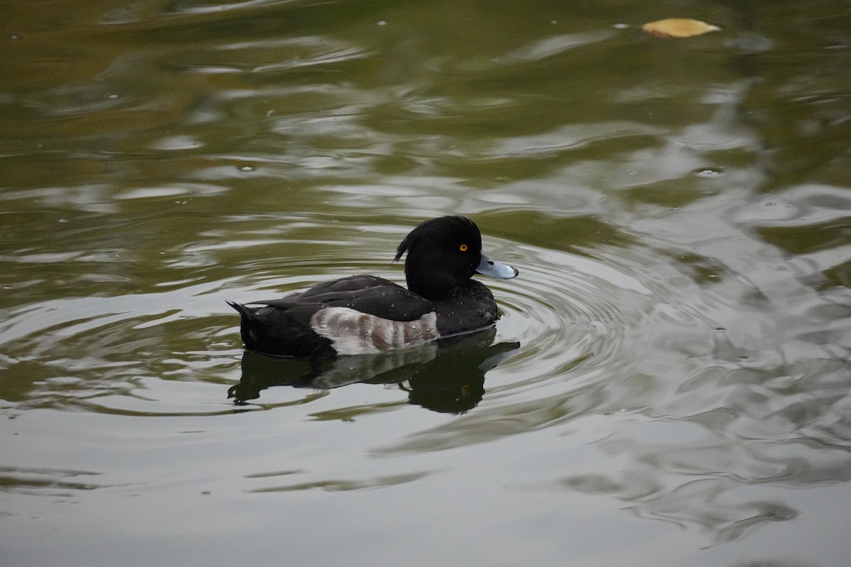 鳳頭潛鴨 - ML646069888