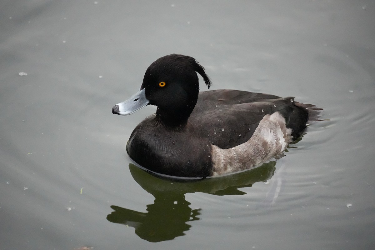 鳳頭潛鴨 - ML646069889