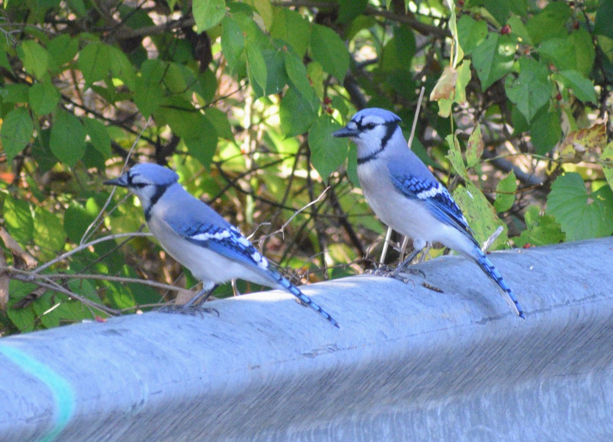 Blue Jay - ML646069890