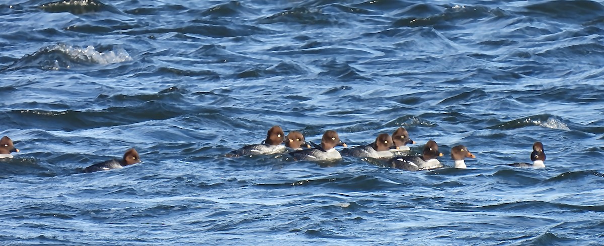 Barrow's Goldeneye - ML646069892
