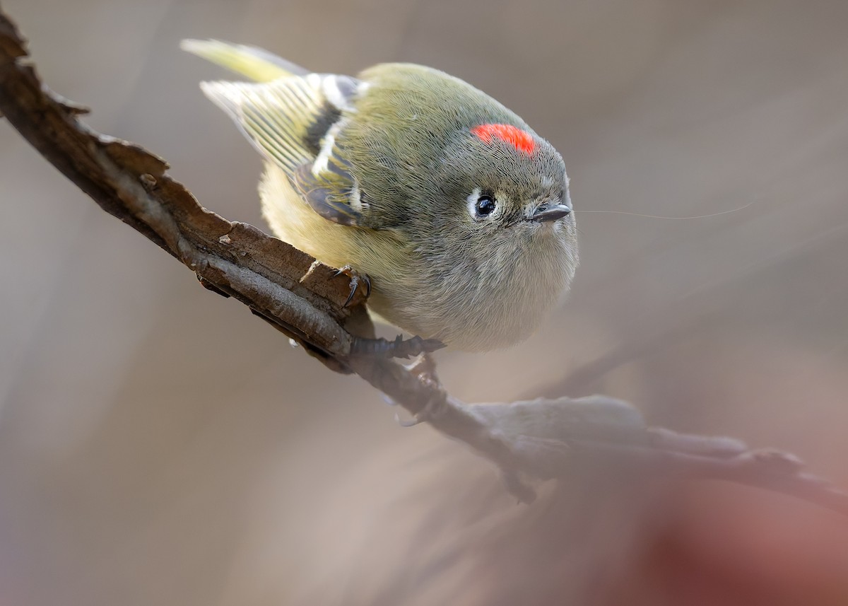 Ruby-crowned Kinglet - ML646069893