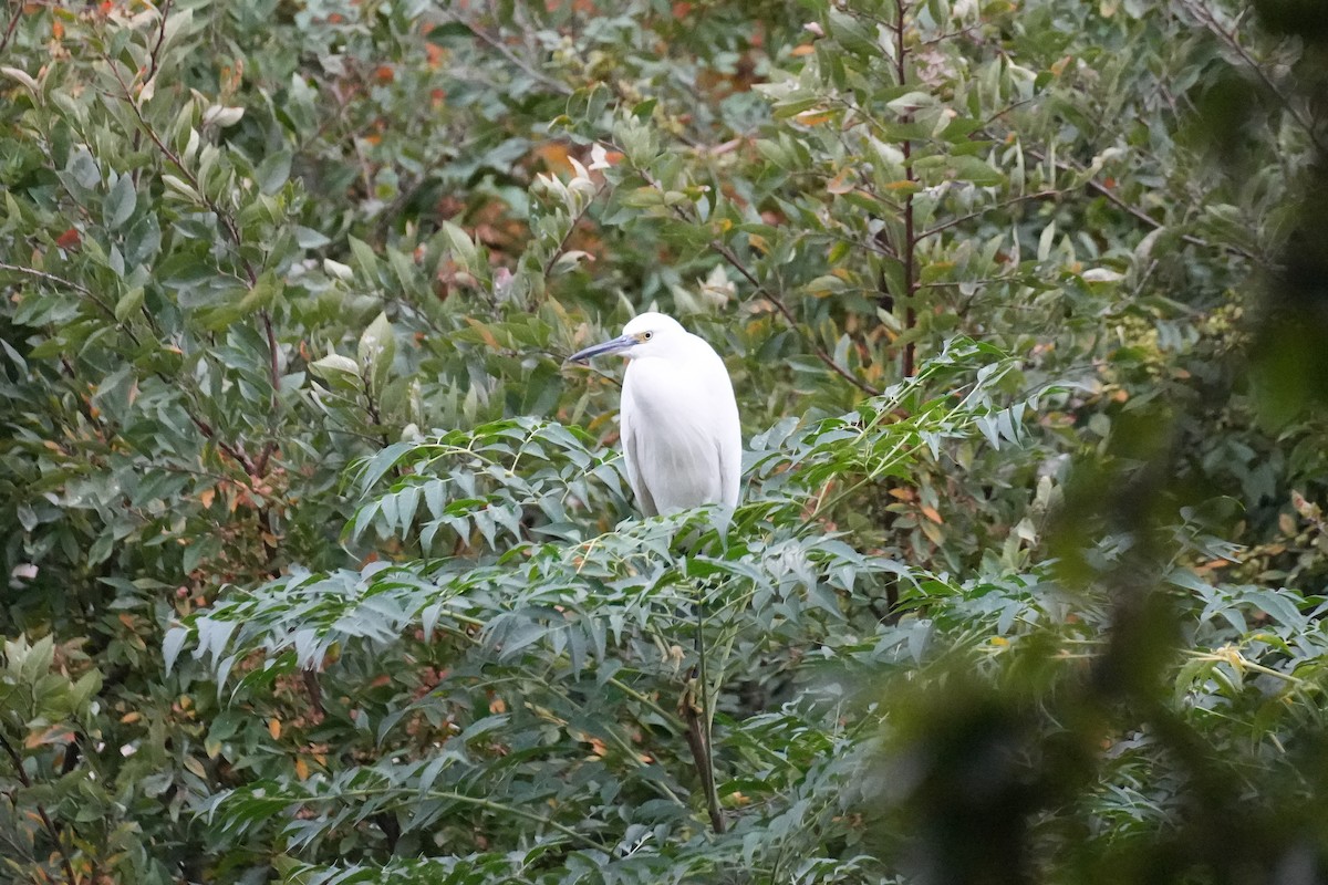 Little Egret - ML646069894