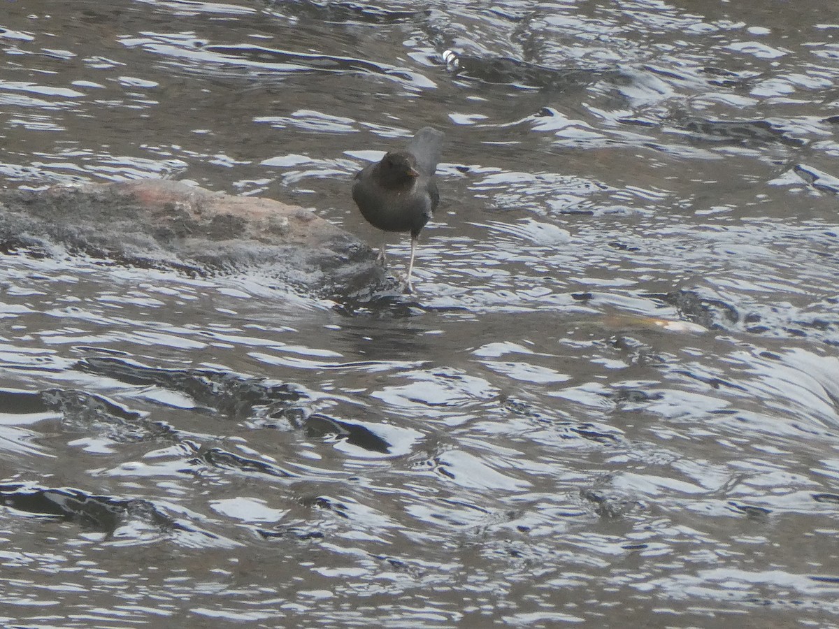 American Dipper - ML646069904