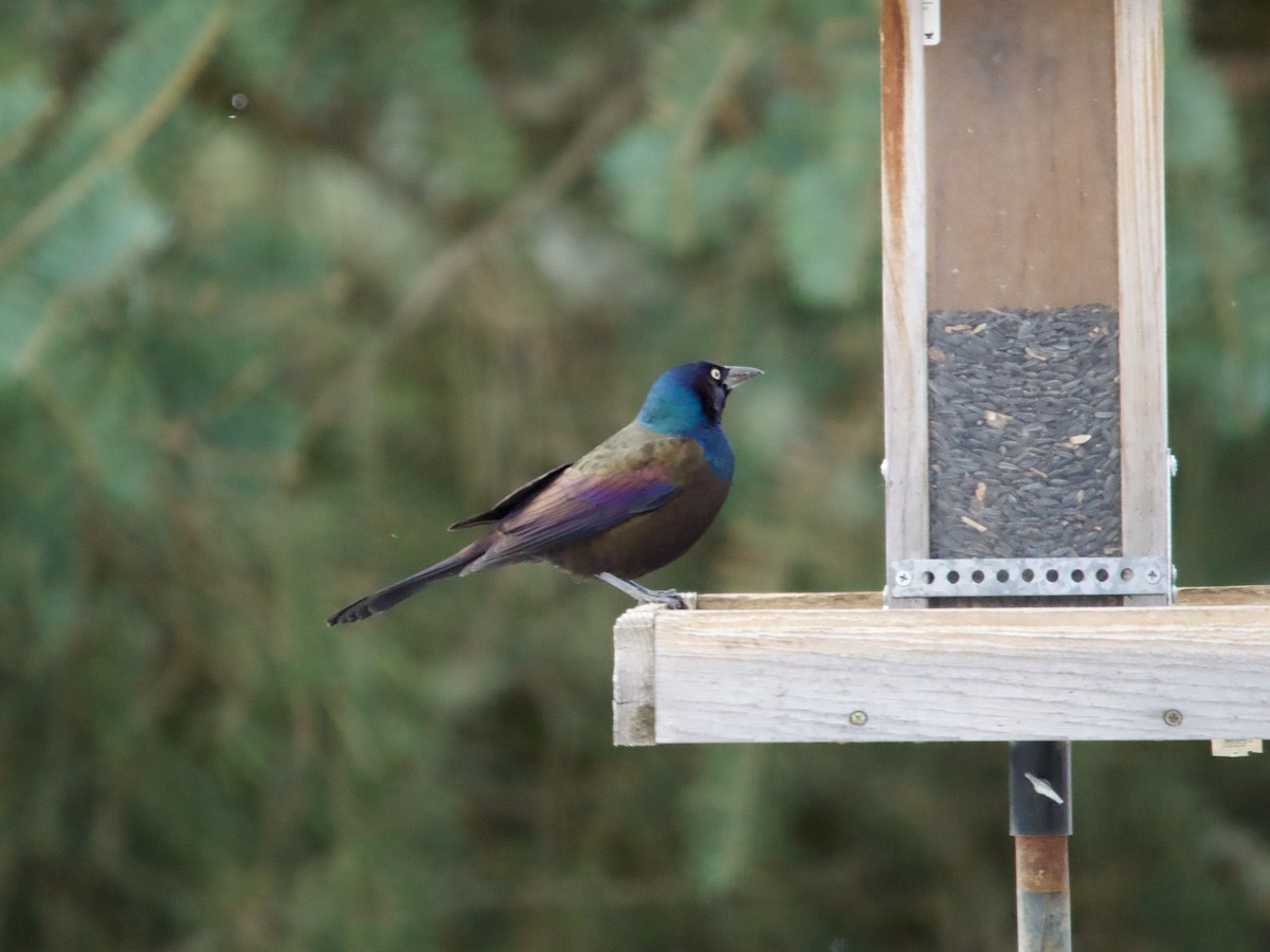 Common Grackle - ML646069908