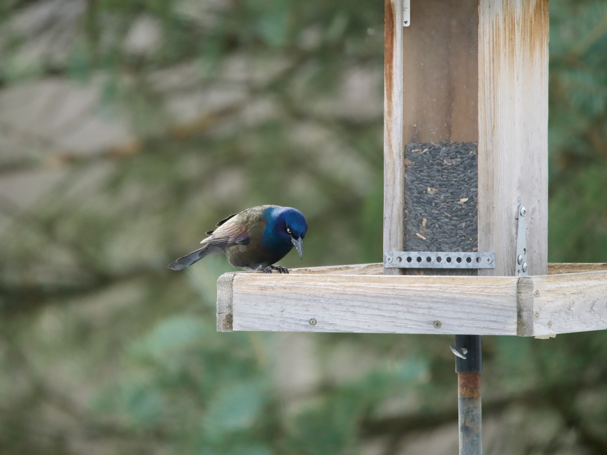 Common Grackle - ML646069909