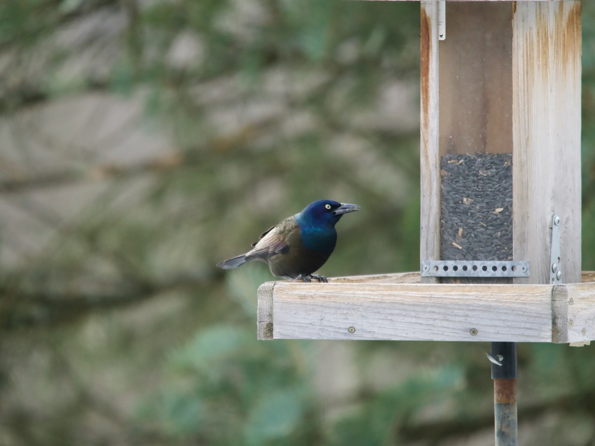 Common Grackle - ML646069910