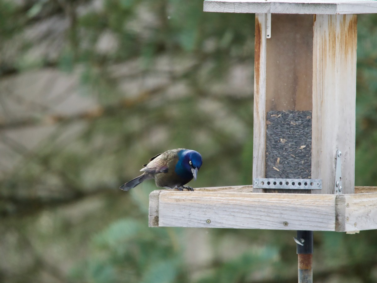 Common Grackle - ML646069911