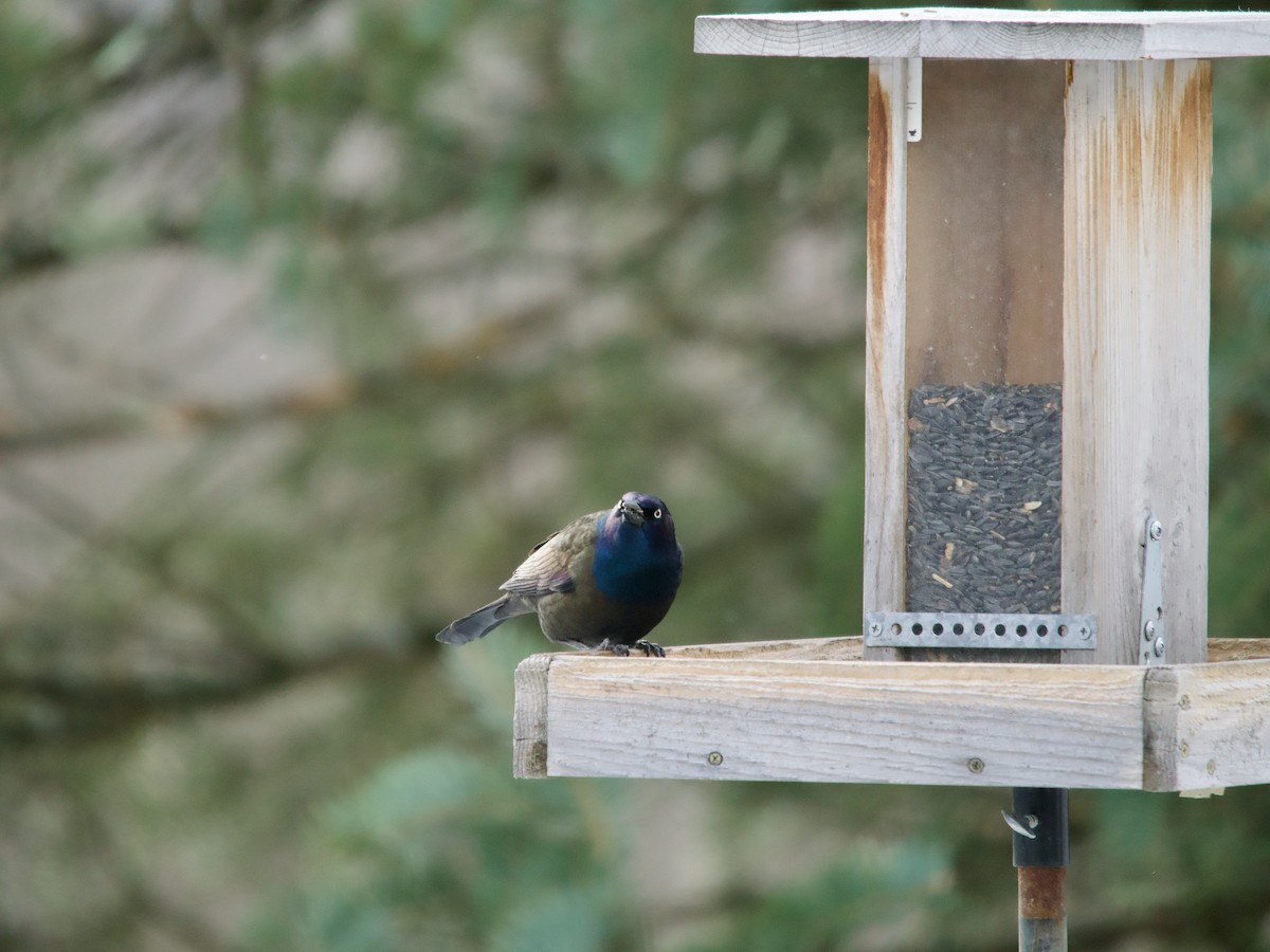 Common Grackle - ML646069912
