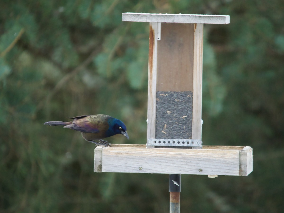 Common Grackle - ML646069913