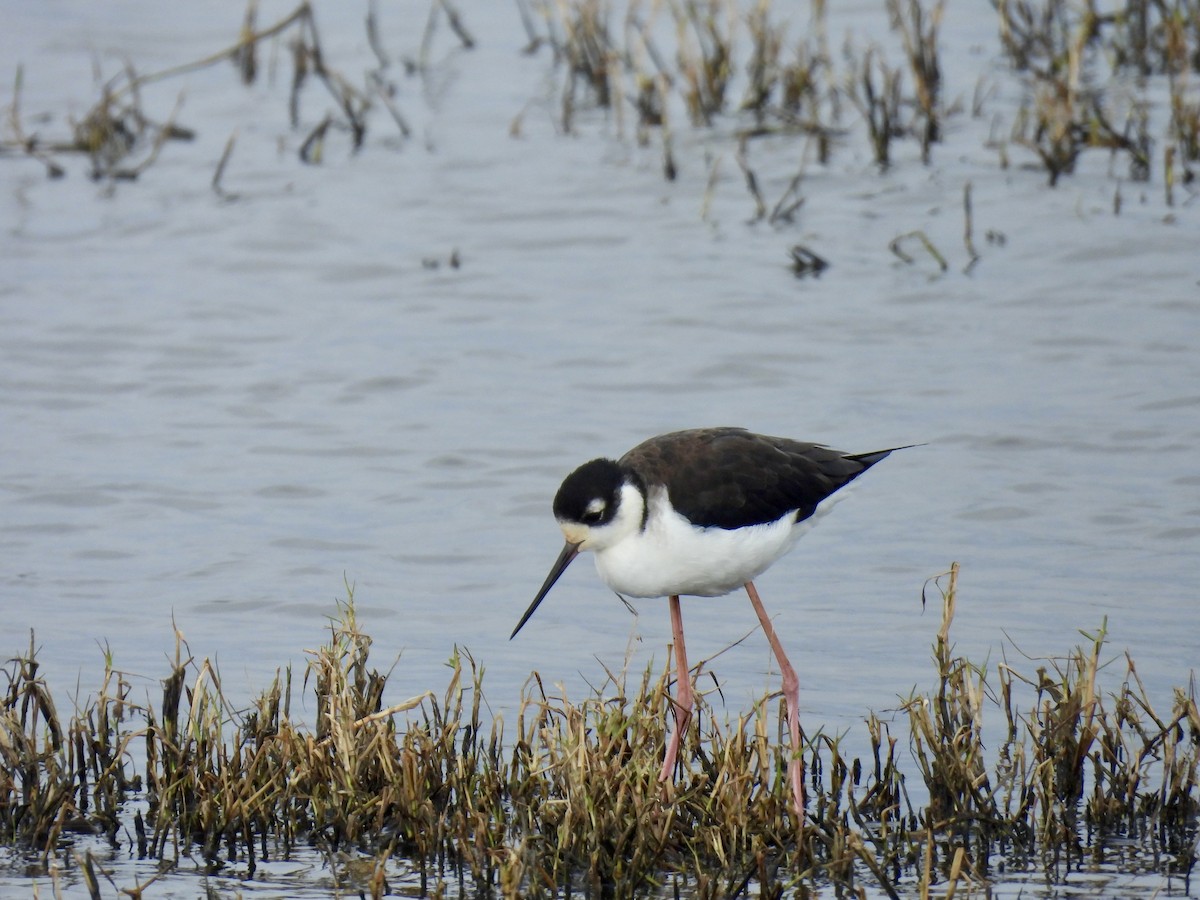 pisila černokrká - ML646069914