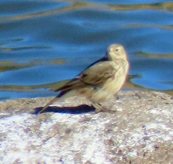 American Pipit - ML646069915