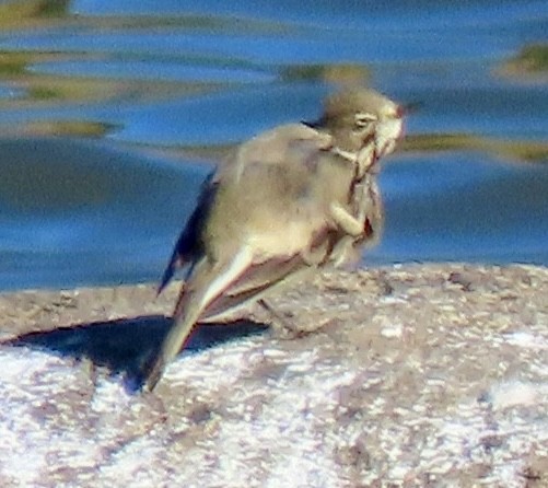 American Pipit - ML646069916