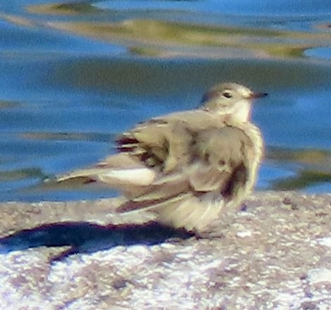American Pipit - ML646069917