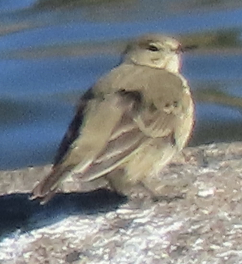American Pipit - ML646069918