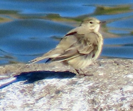 American Pipit - ML646069919