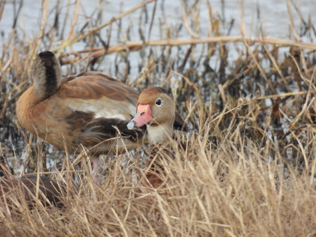 husička černobřichá - ML646069921