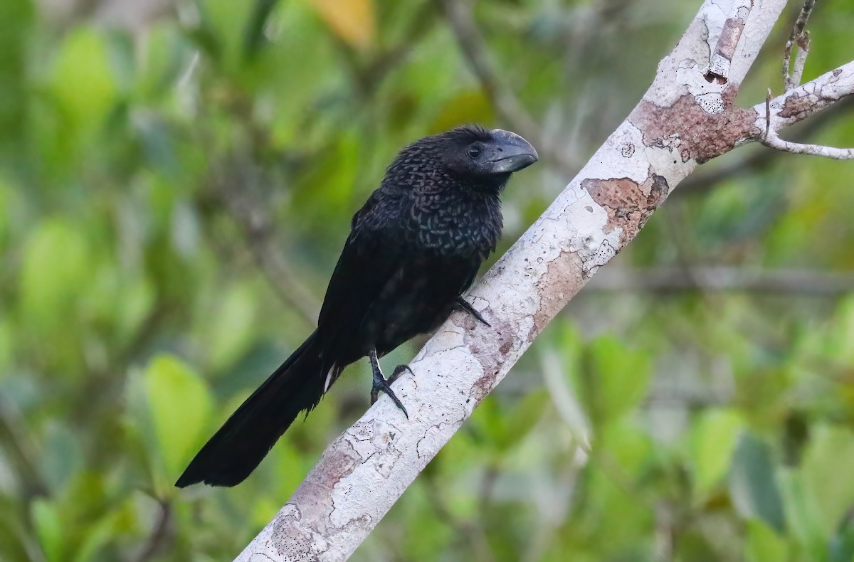 Ані товстодзьобий - ML646069922