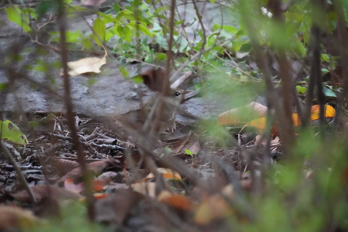 日本樹鶯 - ML646069923