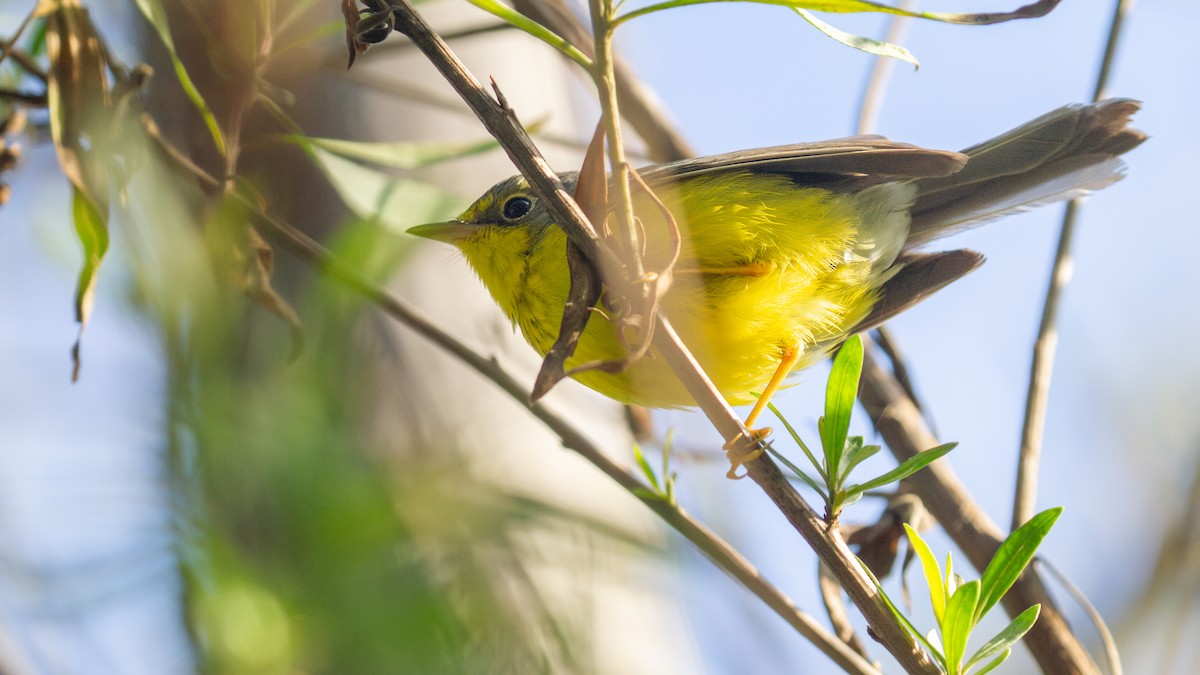 Канадская вильсония - ML646069924