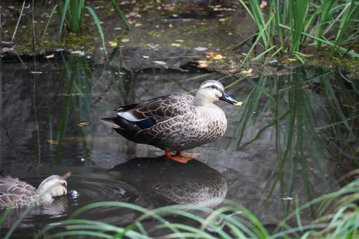 花嘴鴨 - ML646069945