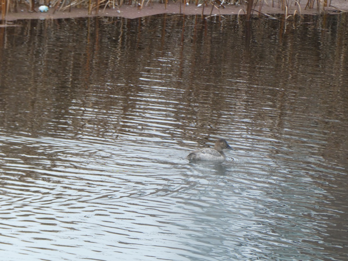 Büyük Elmabaş - ML646069946