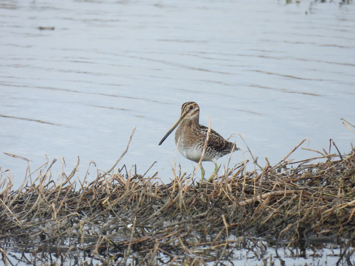 bekasina severoamerická - ML646069952