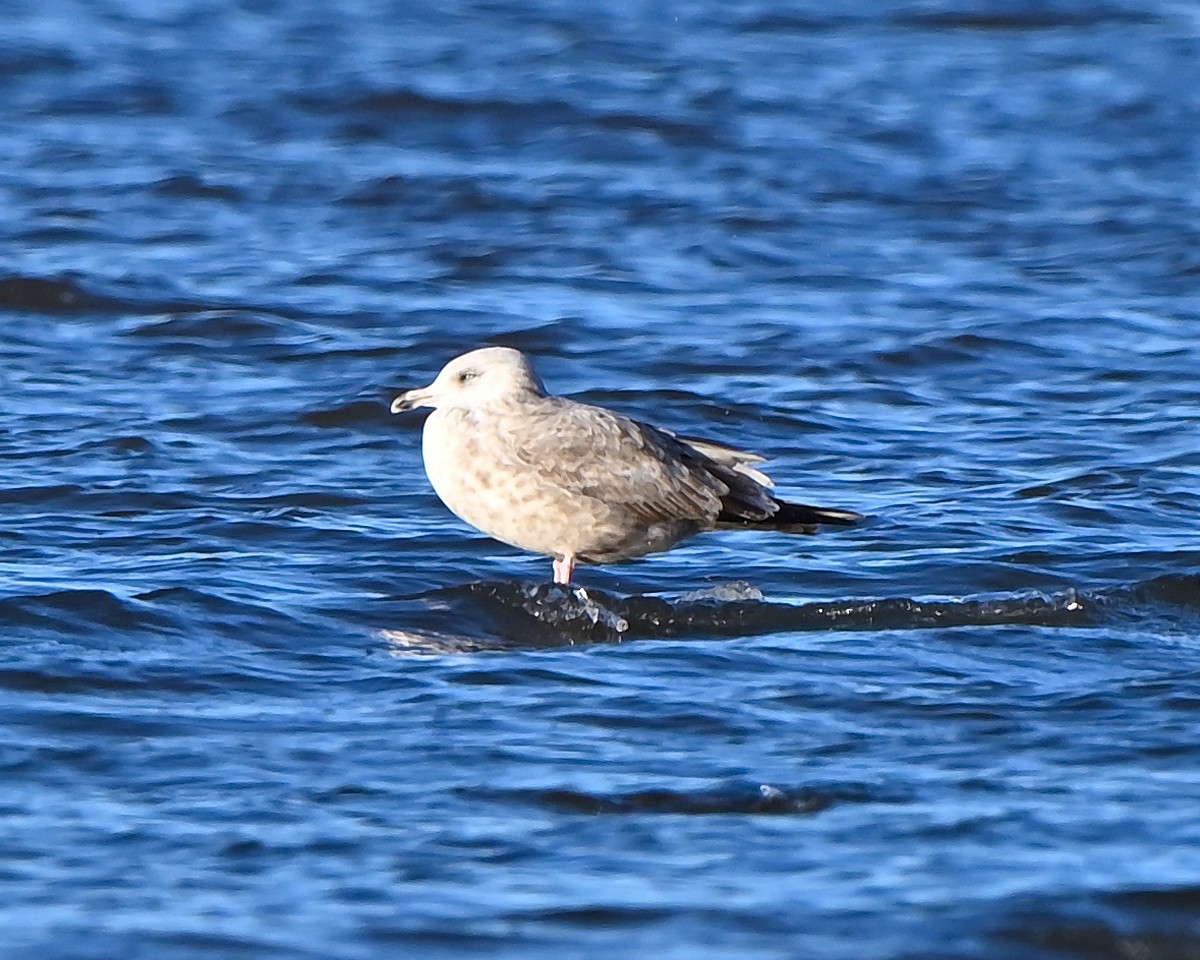 Ring-billed Gull - ML646069955