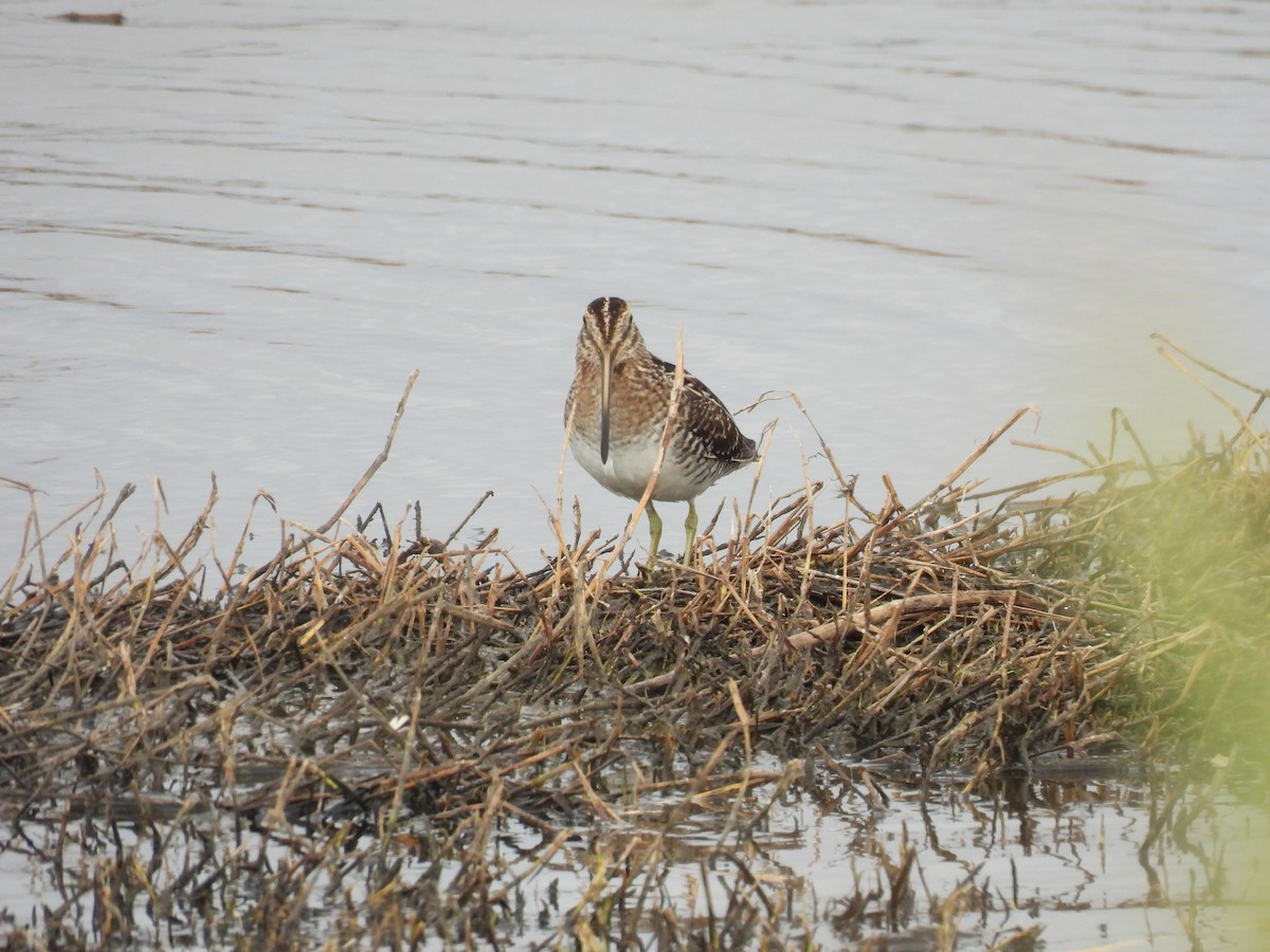 bekasina severoamerická - ML646069960