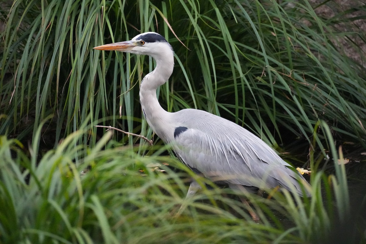 蒼鷺(cinerea/jouyi) - ML646069966