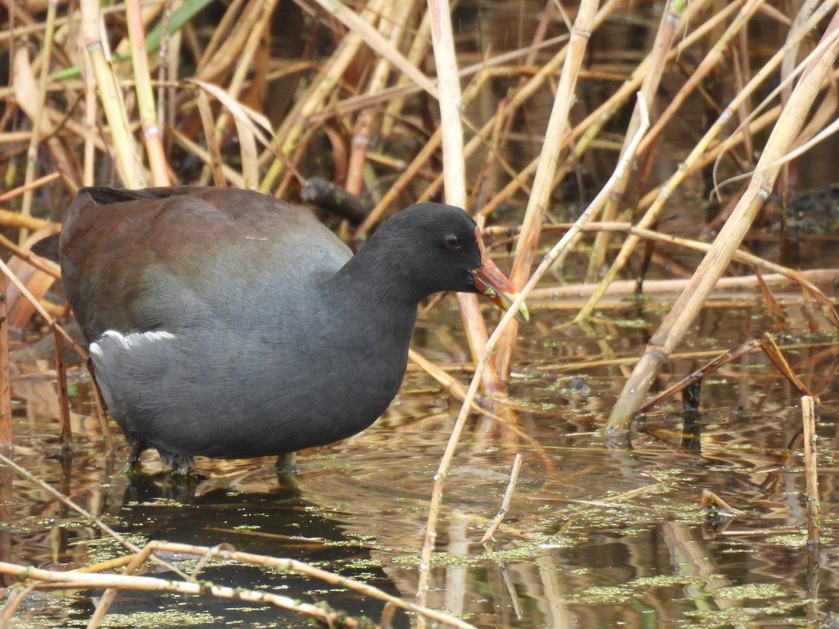 slípka americká - ML646069977