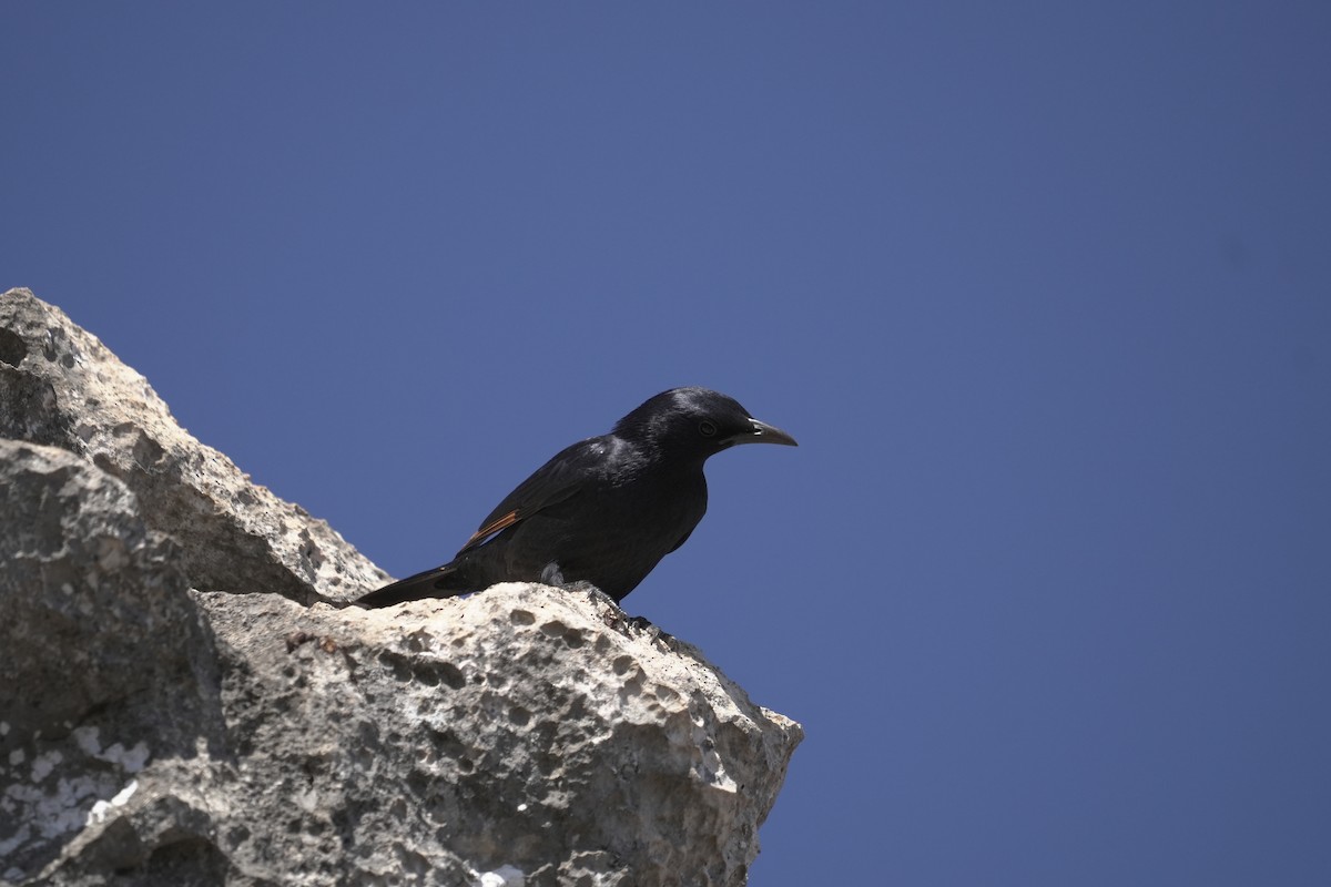 アラビアテリムク - ML646069979