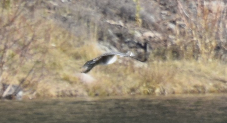 Barrow's Goldeneye - ML646069981