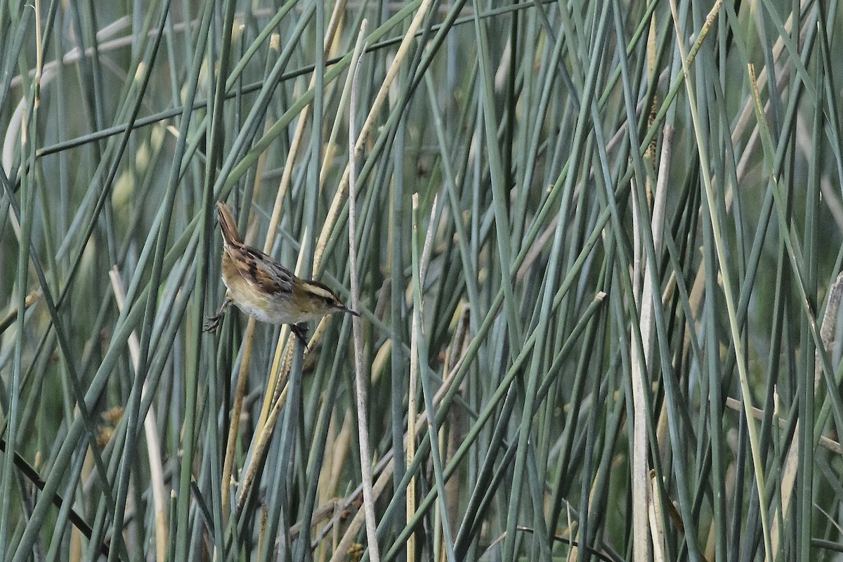 Junquero troglodyte - ML646069982