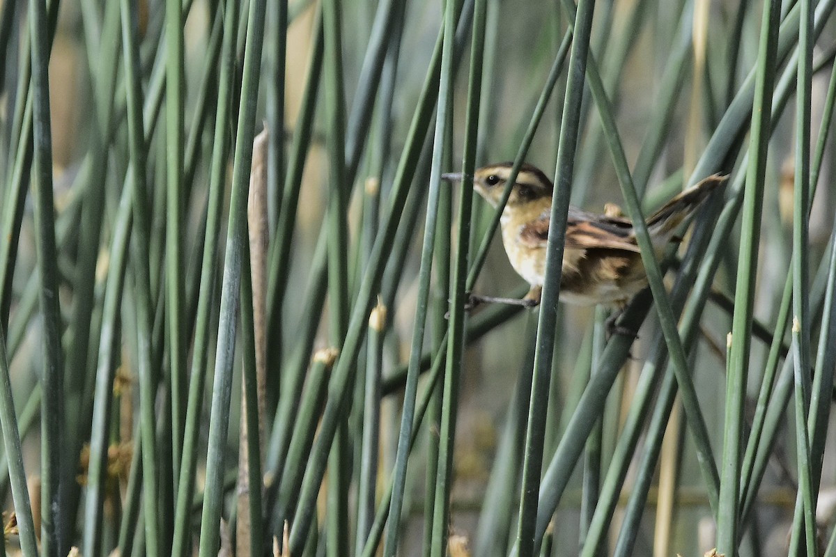 Junquero troglodyte - ML646069983