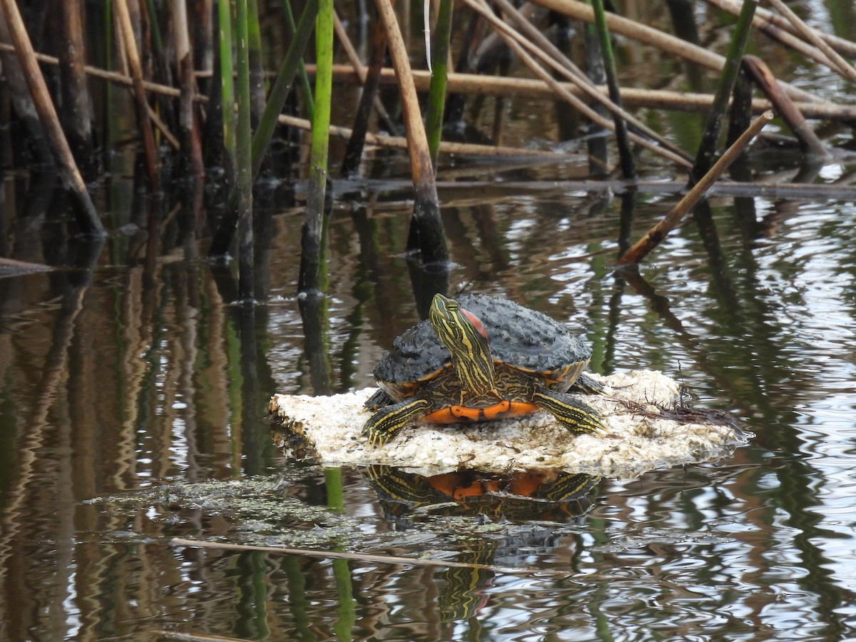 Pond Slider - ML646069984