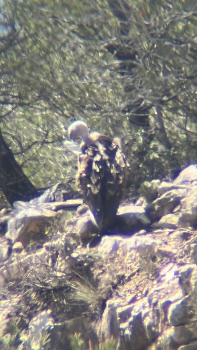 sup krahujový - ML646069987