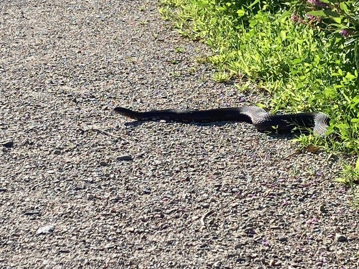 Northern Watersnake - ML646069995