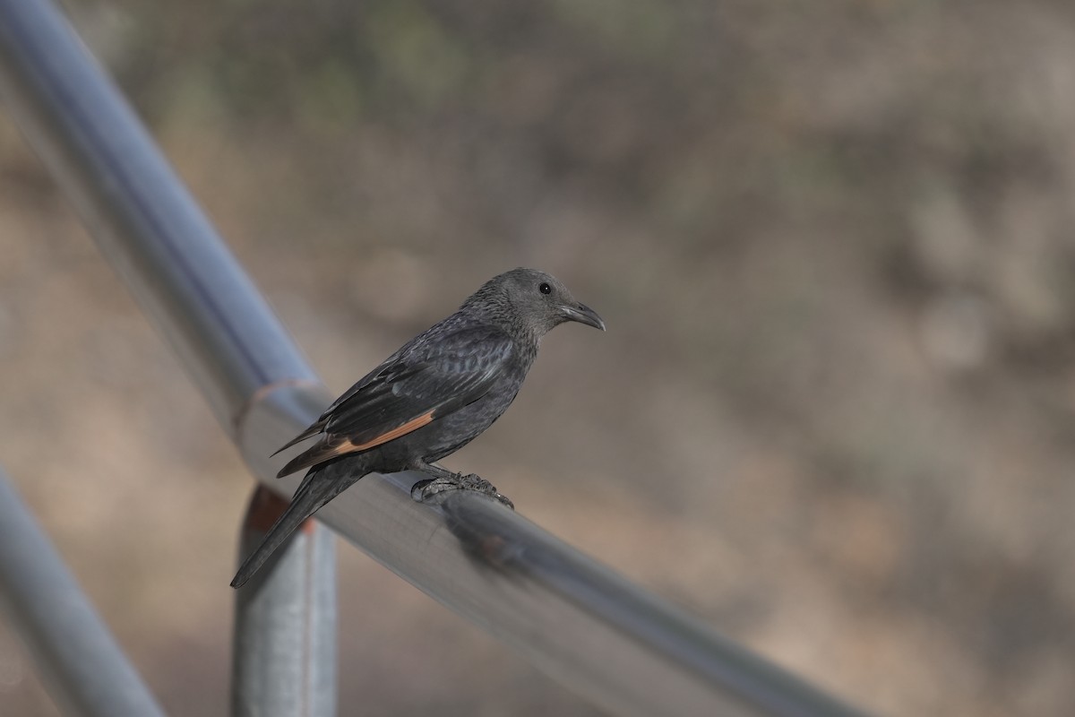 アラビアテリムク - ML646069997