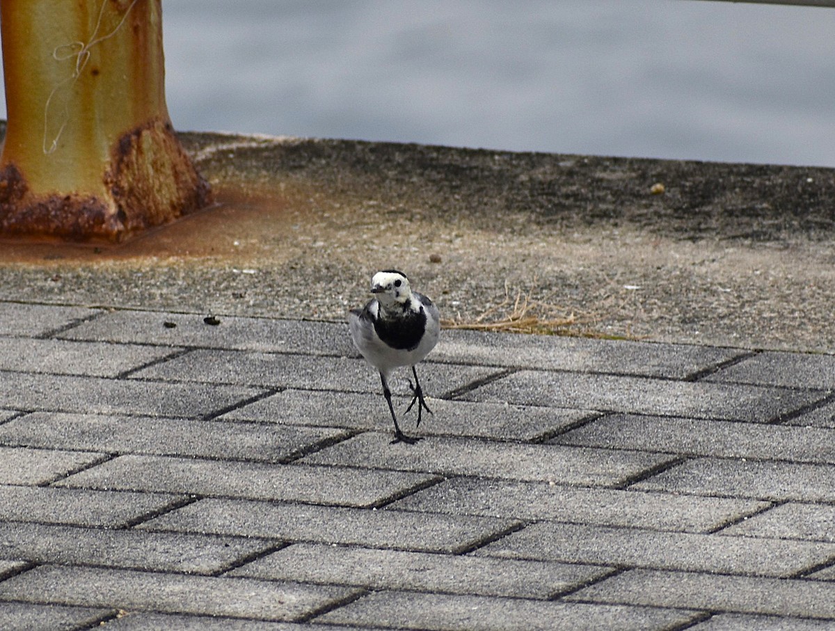 白鶺鴒 - ML646069998