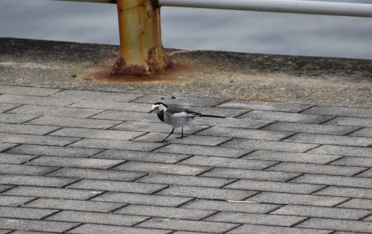 白鶺鴒 - ML646069999