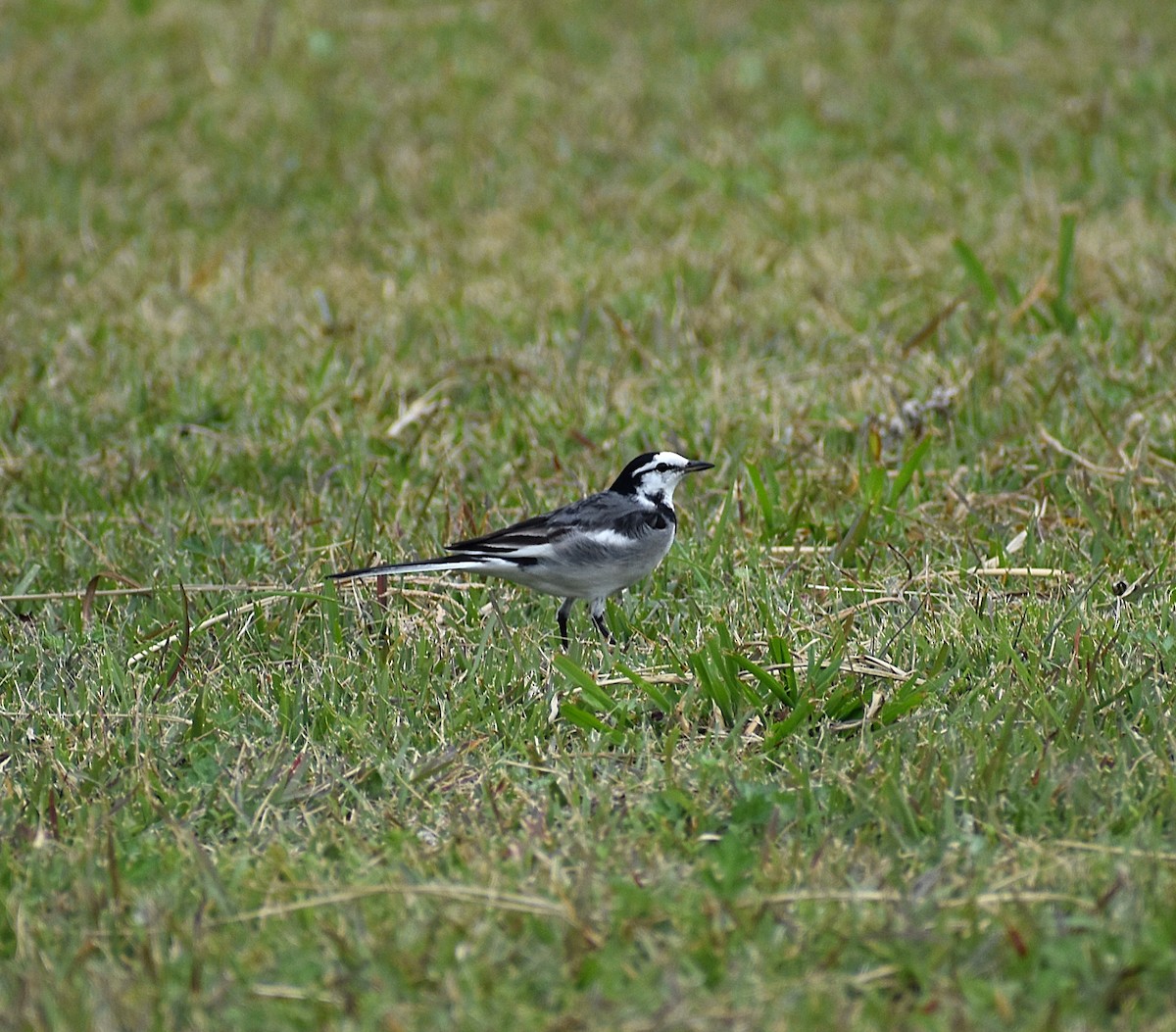 白鶺鴒 - ML646070000