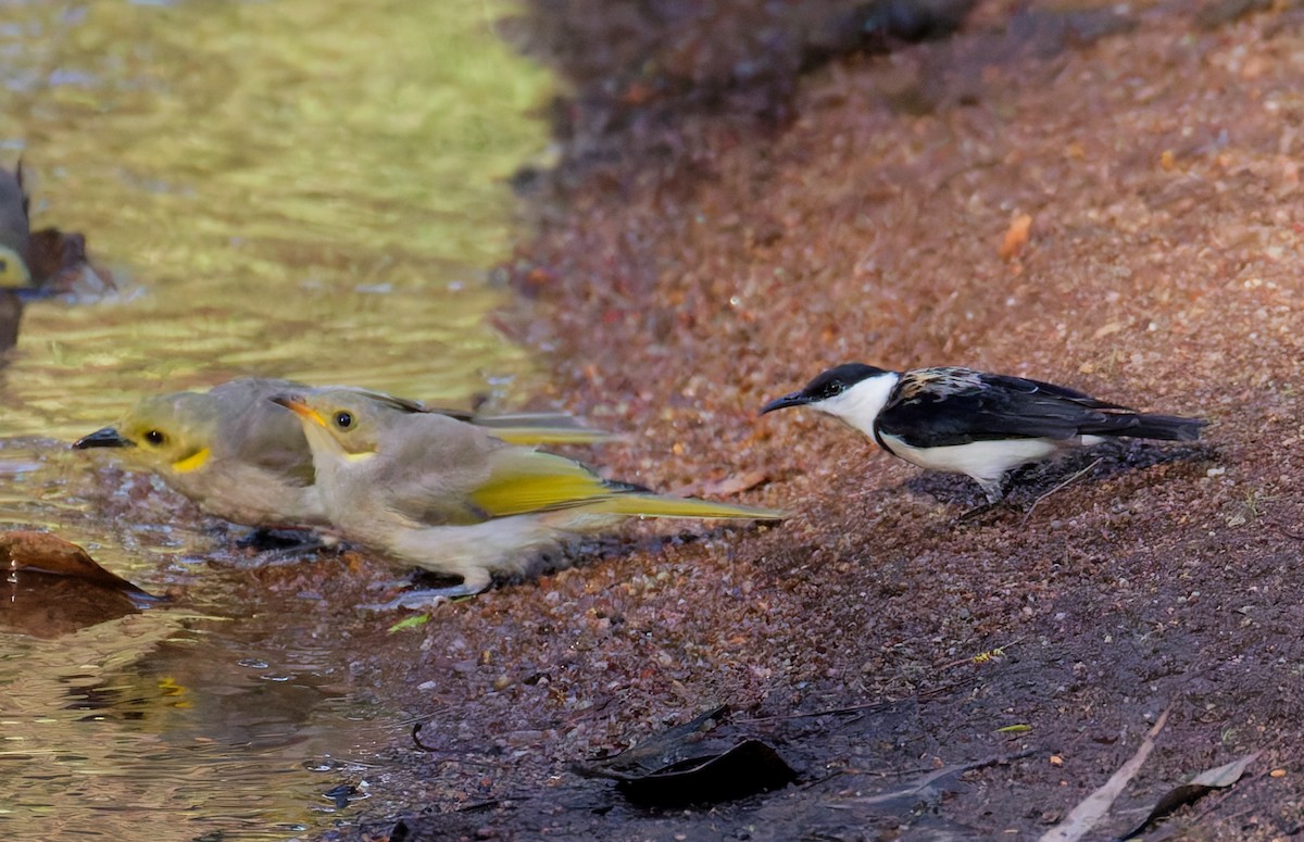 Yellow-tinted Honeyeater - ML646070002