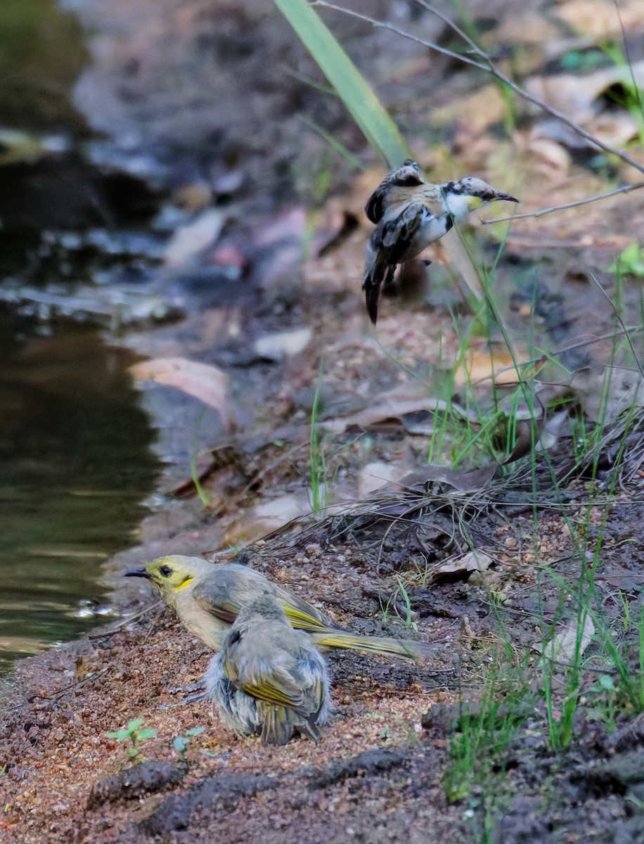 Yellow-tinted Honeyeater - ML646070006
