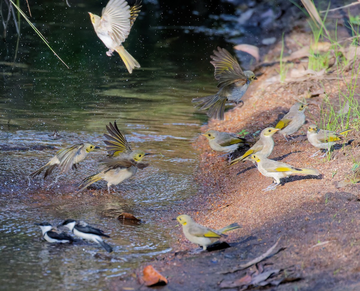 Yellow-tinted Honeyeater - ML646070007