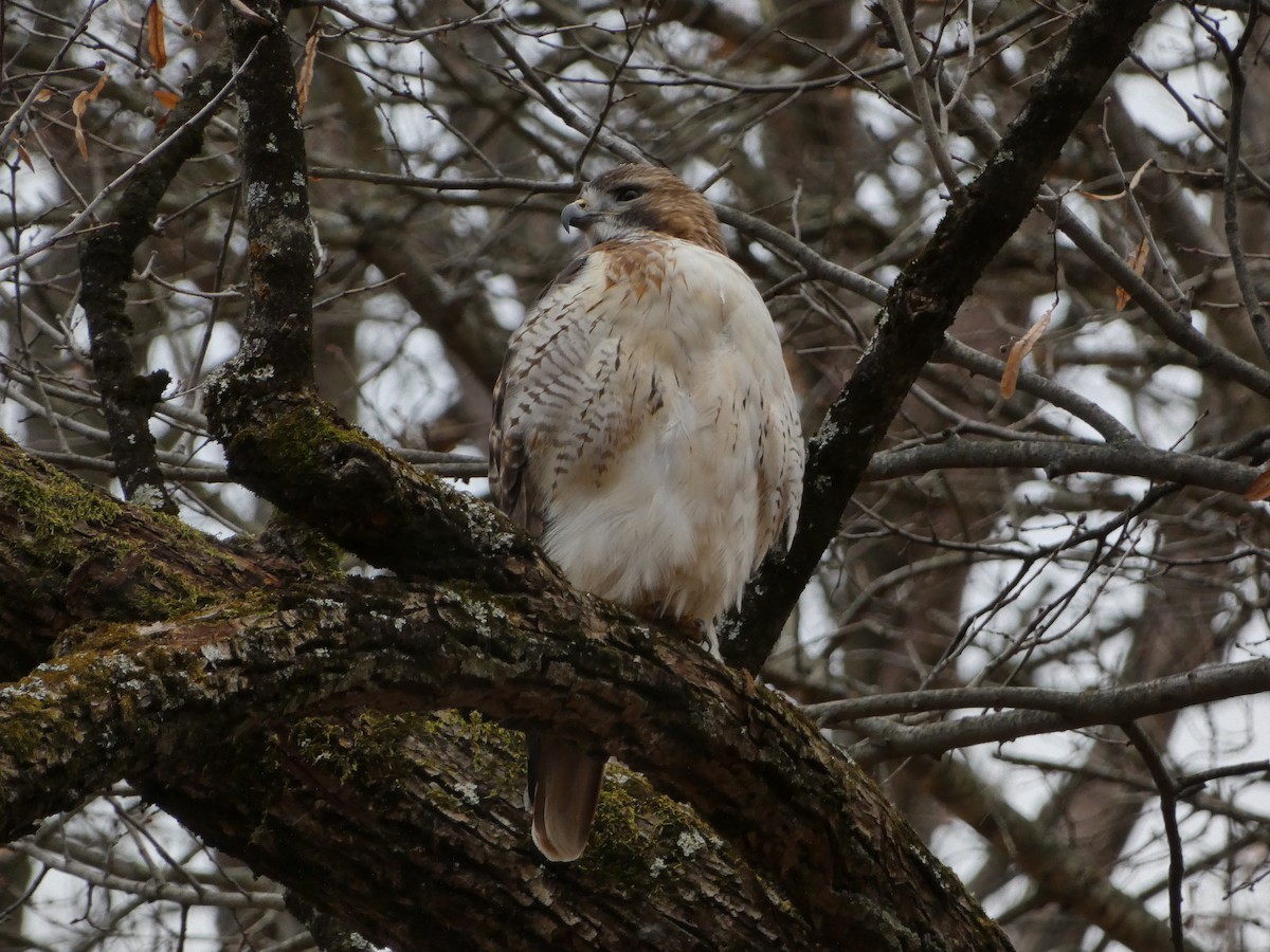 Red-tailed Hawk - ML646070008