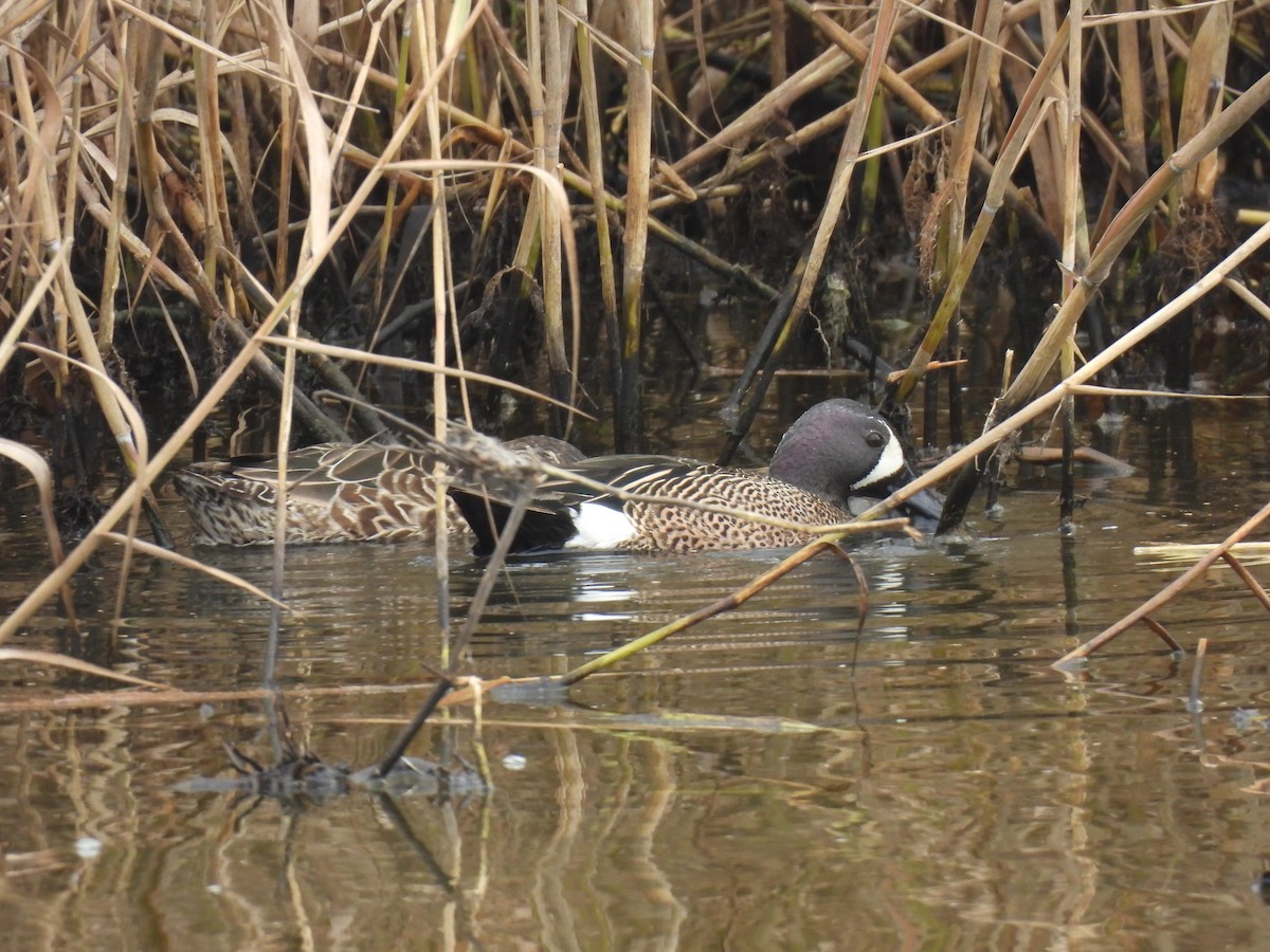 čírka modrokřídlá - ML646070015